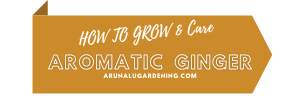 how to grow & care aromatic ginger