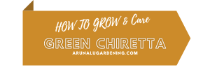 how to grow & care green chiretta