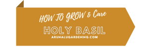 how to grow & care holy basil