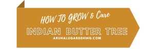 how to grow & care indian butter tree