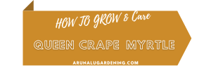 how to grow & care queen crape myrtle