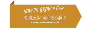 how to grow & care snap ginger