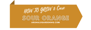 how to grow & care sour orange