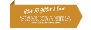 how to grow & care vishnukrantha