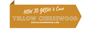 how to grow & care yellow cheesewood