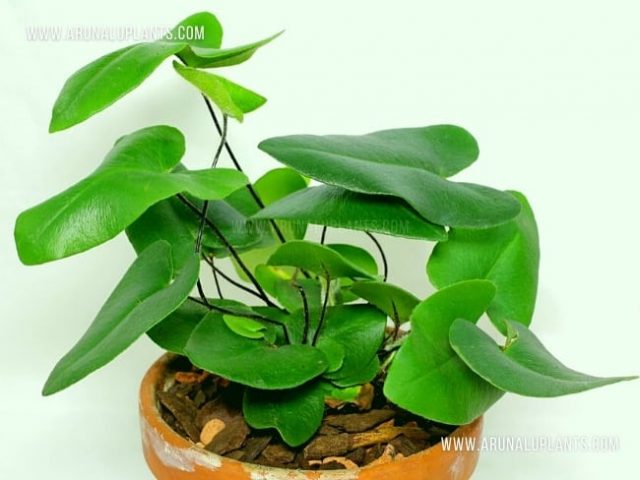 indoor plant in sri lanka