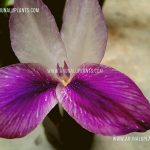 Sawukenda | Kaempferia rotunda | Bhumi Champa