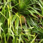Wetakeya | Pandanus kaida | False Pineapple