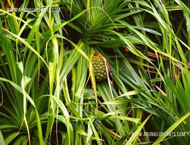 Wetakeya | Pandanus kaida | False Pineapple