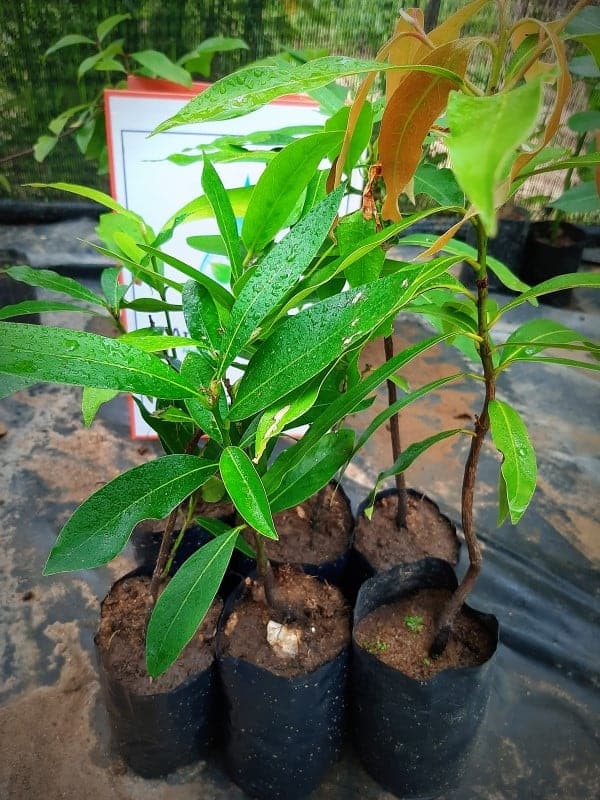 medicinal plants in sri lanka