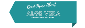 medicinal uses of aloe vera