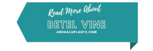medicinal uses of betel vine