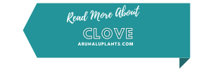 medicinal uses of clove