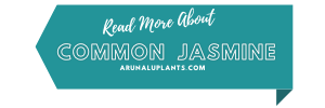 medicinal uses of common jasmine