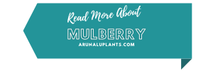 medicinal uses of mulberry