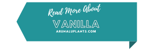 medicinal uses of vanilla
