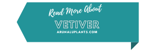 medicinal uses of vetiver