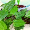 name herbal plants in sri lanka Sinhala