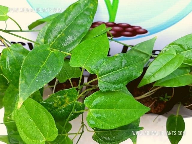 name herbal plants in sri lanka Sinhala
