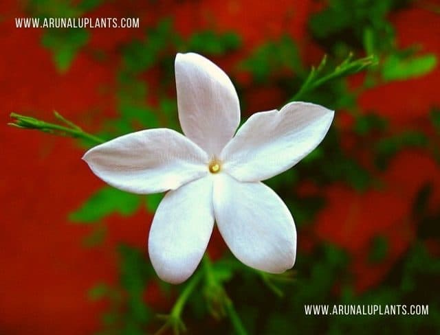 Saman Pichcha | Jasminum officinale | Common Jasmine