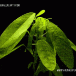 Pranajeewa | Dancing Plant | Codariocalyx motorius