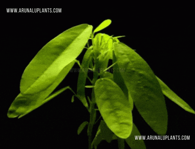 Pranajeewa | Dancing Plant | Codariocalyx motorius