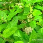 Pupula | Vernonia zeylanica