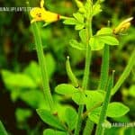 Rammanissa | Cleome viscosa | Asian Spiderflower