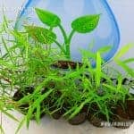 Ranauna | Pogonatherum paniceum | Slender Tuft Grass