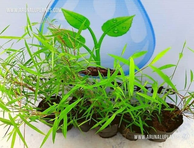 Ranauna | Pogonatherum paniceum | Slender Tuft Grass