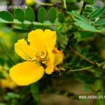 Ranawara | Cassia auriculata