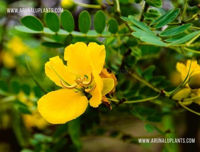 Ranawara | Cassia auriculata | Tanner’s Cassia