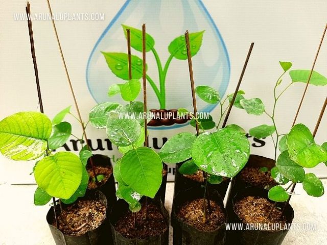 rath hadun plant for sale in sri lanka