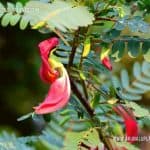 Rathu Kathurumurunga | Sesbania grandiflora | Vegetable Hummingbird