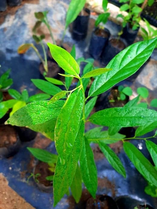 ruk aguna plant