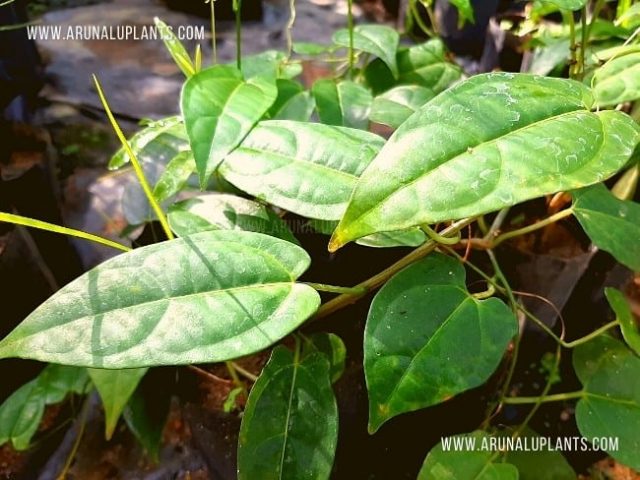 sri lankan herbal plants suppliers