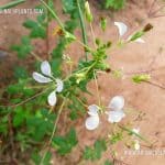 Sudu Wela | Cleome gynandra | African Spider-Flower