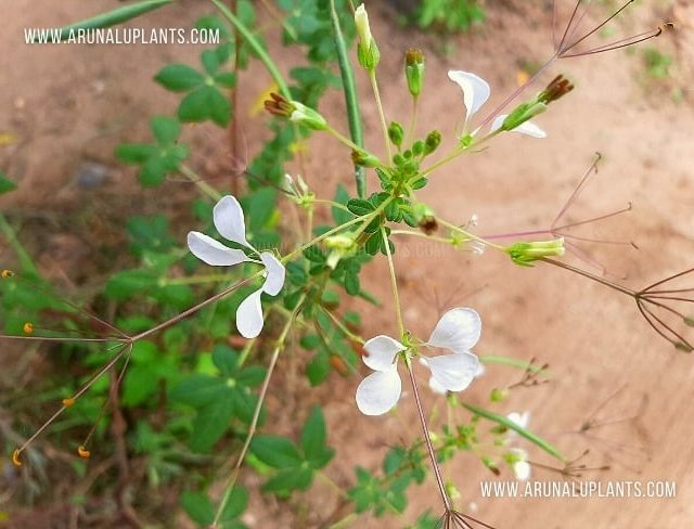 Sudu Wela | Cleome gynandra | African Spider-Flower