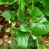 thippili plant