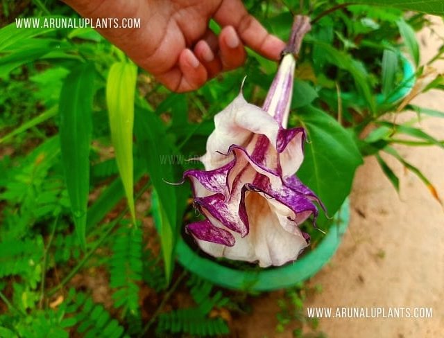 Thunbo Aththana | Datura metel | Purple Horn-of-Plenty