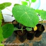 Vishakumba | Jatropha podagrica | Buddha Belly Plant