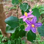 Wel Thibbatu | Solanum trilobatum | Thai Nightshade