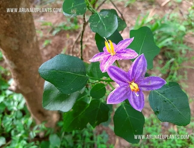 Wel Thibbatu | Solanum trilobatum | Thai Nightshade