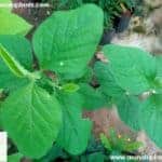 Yakberiya | Nil Adanahiriya | Crotalaria verrucosa