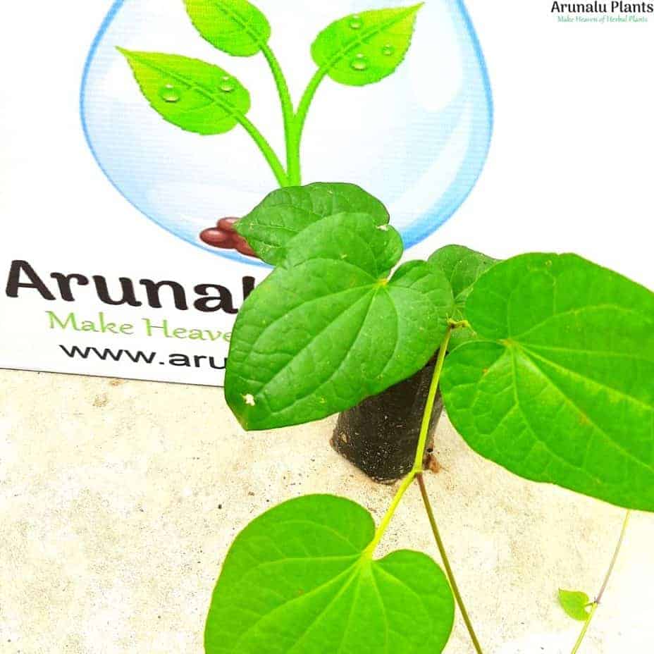 medicinal plants in sri lanka pdf sinhala Arunalu Plants