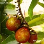 Thibiri | Diospyros malabarica | Gaub Tree