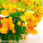 Ranawara | Cassia auriculata | Tanner’s Cassia