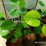 Rath Hadun | Red Sandalwood | Pterocarpus santalinus