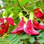 Rathu Kathurumurunga | Sesbania grandiflora | Vegetable Hummingbird