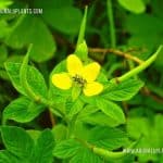 Rammanissa | Cleome viscosa | Asian Spiderflower